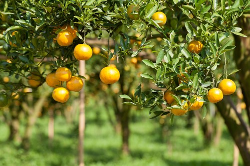 Close-Up Fresh Orange on Plant Close-Up Fresh Orange on Plant