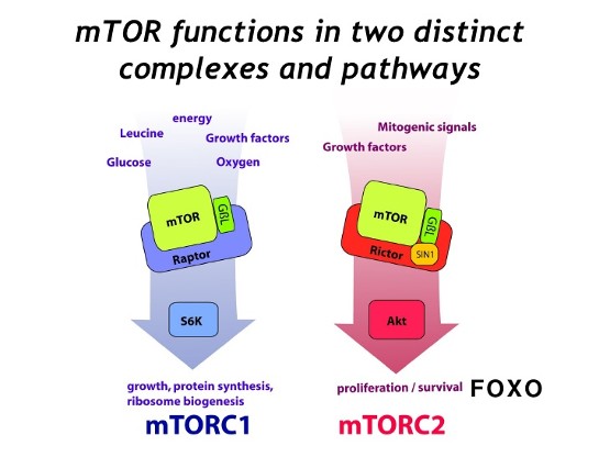 mTOR mTOR