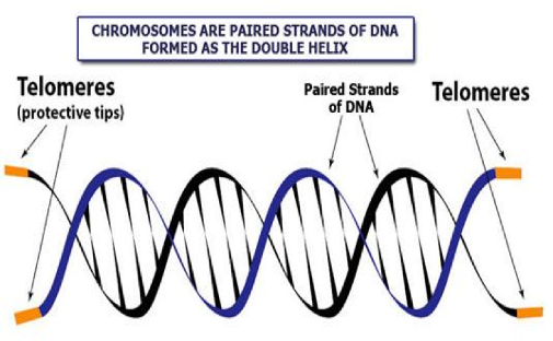 Illustration of Chromosomes