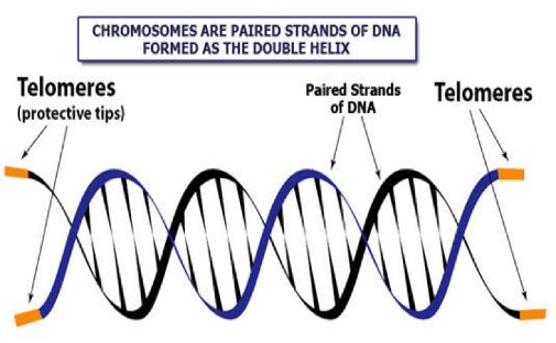 Illustration of Chromosomes Illustration of Chromosomes