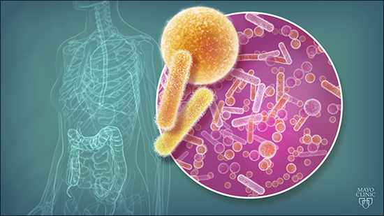bacteria
