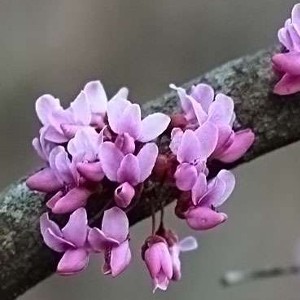 Red Bud flowers