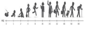 Growth Chart