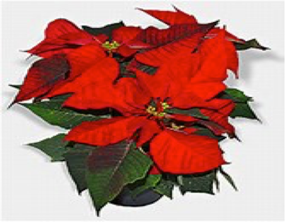 Poinsettia