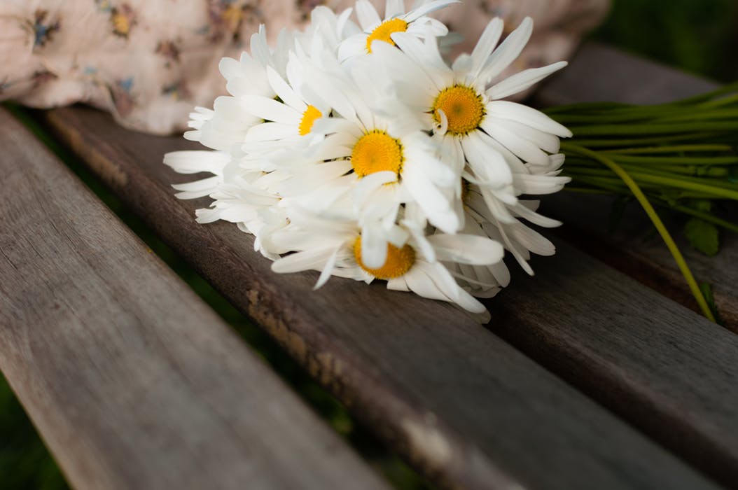 Chamomile Chamomile