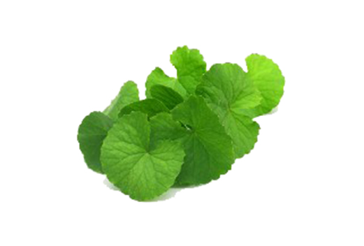 Gotu Kola