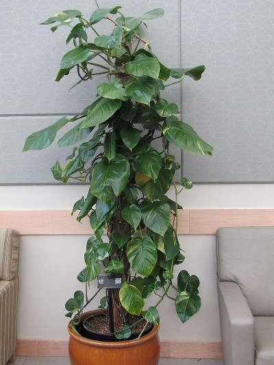 Golden Pothos