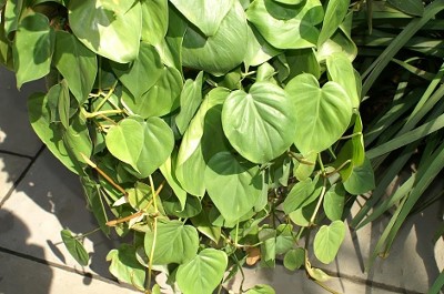 Heartleaf philodendron