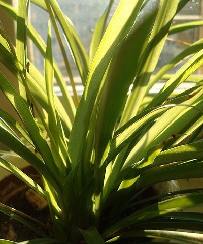 Spider Plant