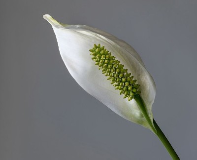 Peace lily