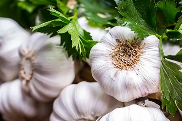 Garlic Garlic