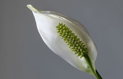 Peace lily