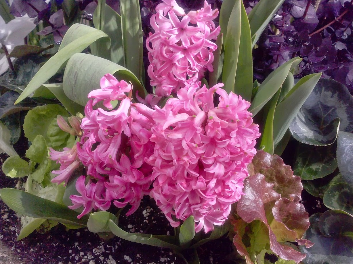 Hyacinth plant Hyacinth plant