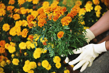 Marigold Marigold